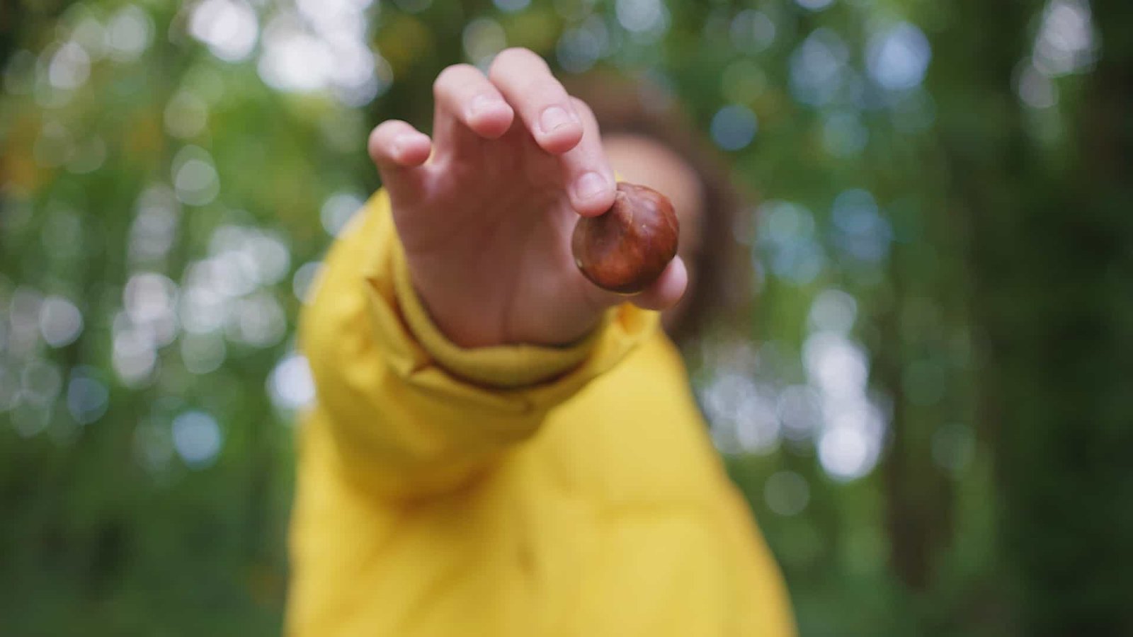 Young person holding a conker to camera